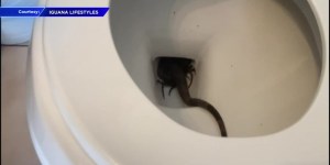 Invitado indeseado: Mujer de Florida se sorprendió con una aterradora criatura en su inodoro (VIDEO)