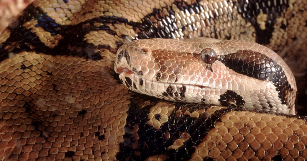 Una serpiente de casi seis metros se le enredó en su cuello y lo asfixió hasta morir en EEUU