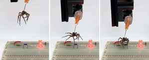 Logran convertir los cadáveres de arañas muertas en robots funcionales
