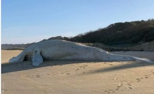 “Parecía una hermosa escultura de mármol blanco”: Hallan muerta en Australia a una rara ballena albina