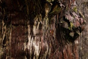 LA FOTO: “El Gran abuelo”, el árbol chileno que podría ser el más antiguo del mundo