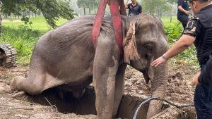 Rescatan a dos elefantes tras caer en una zanja en Tailandia (VIDEO)