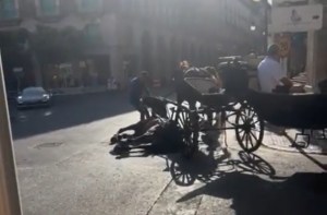 Desgarradoras imágenes de un caballo colapsando por la ola de calor mientras tira de un carruaje con turistas en España