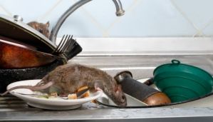 Coge dato: cómo saber si hay ratones o ratas en casa