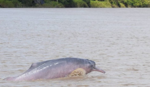 Proyecto Sotalia: al rescate de los mamíferos acuáticos en Venezuela