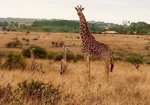 Nacen jirafas gemelas en Kenia: “Un fenómeno extremadamente raro”
