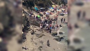Leones marinos provocan el caos en playa de California tras ser molestados por bañistas (VIDEO)