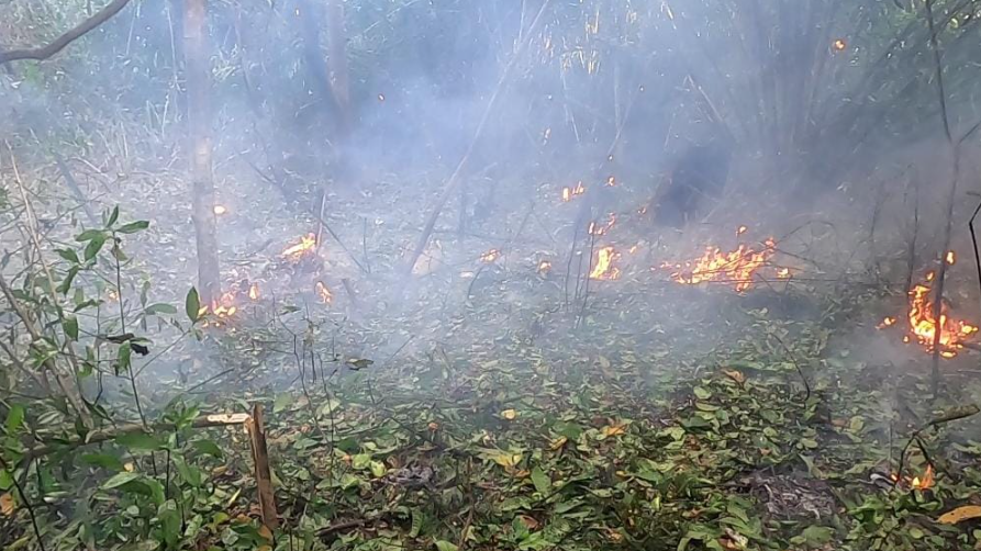 Fanb se adjudicó incineración de casi 11 toneladas de drogas muy cerca de Colombia