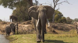 Guiaba una caminata en un parque, pero terminó pisoteado por un enorme elefante