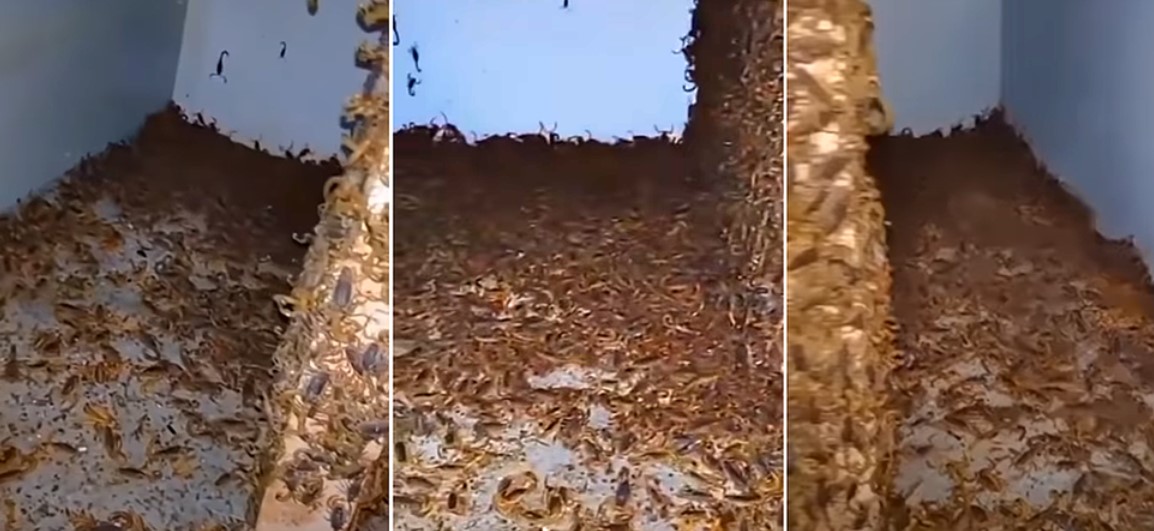¡Aterrador! Encuentra miles de escorpiones dentro de una casa abandonada en Brasil (VIDEO)