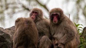 Capturan y sacrifican al mono líder de la banda que atacaba personas en Japón