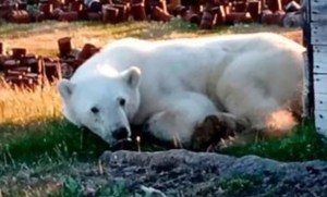 Estremecedor: intentan salvar contrarreloj a un oso polar atragantado con una lata (VIDEO)