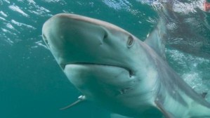 Segundo ataque en una semana: Tiburón enorme arremetió contra bañista en playa de Florida