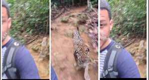 Bióloga desmiente que venezolano caminara con un jaguar en el Darién (Pruebas)