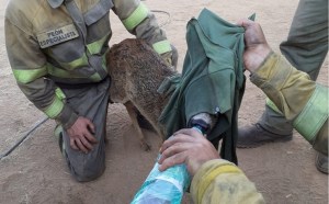 Calculan que más de un millón de animales han muerto en España por los incendios de las últimas semanas