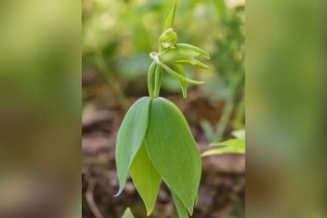 Por primera vez en más de un siglo: Hallan una rara orquídea en EEUU