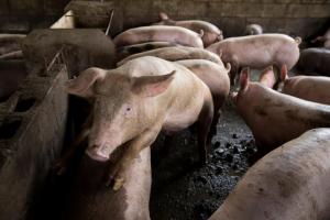 VIRAL: El raro trabajo de una venezolana en Perú para extraerle semen a cerdos (VIDEO)