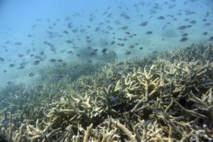 La cubierta de corales de la Gran Barrera australiana alcanza niveles récord