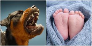 Conmoción en Argentina: hallan a perro comiéndose el cuerpo de un bebé