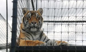 Dónde quedaron los felinos rescatados del santuario “Black Jaguar White Tiger” en México