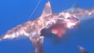 El día que avistaron a un tiburón zoombie cazando sin la mitad de su cuerpo: víctima de ataque caníbal (VIDEO)