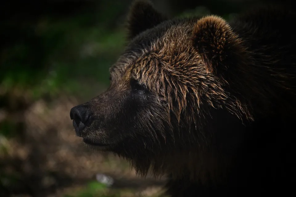 EN VIDEO: Pareja de Connecticut descubre a un oso comiendo en su cocina y vuelve al día siguiente