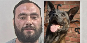 Mundo al revés: mordió a un perro policía en la cabeza cuando intentaban detenerlo