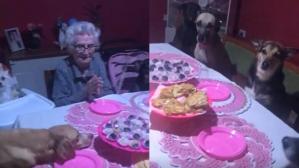 La tierna fiesta de cumpleaños de una abuela que sienta en la mesa a sus diez perros (VIDEO)