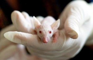 Científicos de Estados Unidos lograron revertir el Alzheimer en ratones