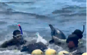 Barco venezolano realizó cruel pesca en zonas protegidas de Colombia: Había delfines botando sangre (VIDEO)