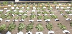 Incautan más de 100 plantas de presunta marihuana en Monagas