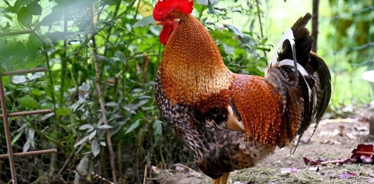 “Una tortura”: Demandaron a su vecino porque tiene un gallo que canta 200 veces al día