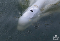 La ambiciosa misión para salvar a una ballena varada en el río Sena con un camión refrigerado