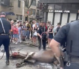 Los animales también sufren la ola de calor: Caballo sofocado se derrumba en pleno centro de Manhattan (VIDEO)