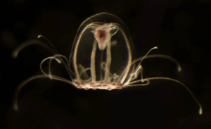 Descifraron el genoma de la “medusa inmortal” y se abre una puerta contra el envejecimiento