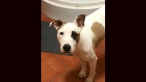 Así es Miko, la perrita que se ha hecho VIRAL en TikTok por saber orinar en el inodoro (VIDEO)