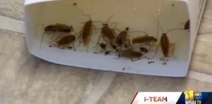 “Una pesadilla”: Vivía en un apartamento infestado de cucarachas en EEUU y no le permitían mudarse
