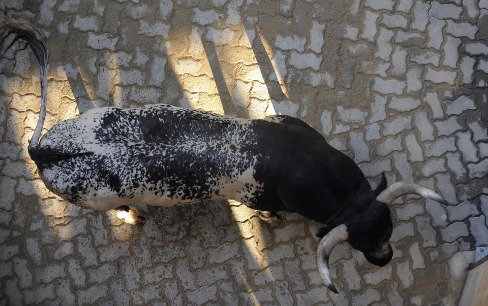 EN VIDEO: Pánico tras el ingreso de un enorme toro a una sucursal bancaria