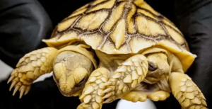 Nació una tortuga siamesa bicéfala y calcula que vivirá 150 años (Fotos)