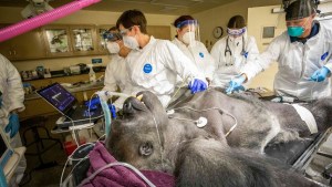 Impresionante: Enorme gorila de EEUU es atendido por veterinarios mientras le toma la mano a enfermera (FOTO)