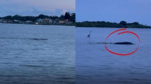 “Aterrador y tenía un aspecto poderoso”: Avistan una misteriosa criatura en un lago de Florida (VIDEO)