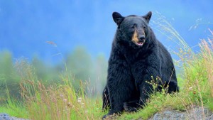 Hirió a un cuidador y murió sacrificado: el escape de un oso negro de un zoológico de Florida