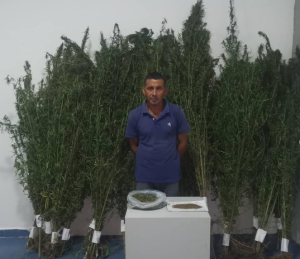 Su actitud sospechosa llevó a que lo detuvieran con más de 100 plantas de marihuana en Portuguesa (FOTOS)