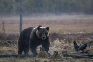Niño de nueve años que cazaba con su padre fue atacado salvajemente por un oso en Alaska