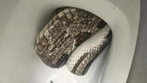Espanto en Alabama: La enorme serpiente que halló un hombre en su inodoro (FOTOS)