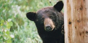 “Pablo EscoBear”: la historia del oso que comió 20 kilos de cocaína y se volvió un mito en Las Vegas