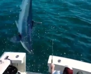 El VIDEO del “tiburón más rápido del mundo”: Pegó un salto y cayó sobre un bote de pescadores en EEUU