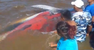 VIDEO: Salvan a una ballena varada en Delta Amacuro
