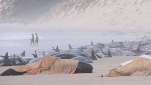Alrededor de 200 ballenas murieron tras quedar varadas en una playa australiana