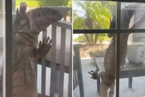 “Se parece a Godzilla”: Lagarto gigante escala la ventana de una vivienda en Florida (VIDEO)
